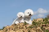 BICHON FRISE 301